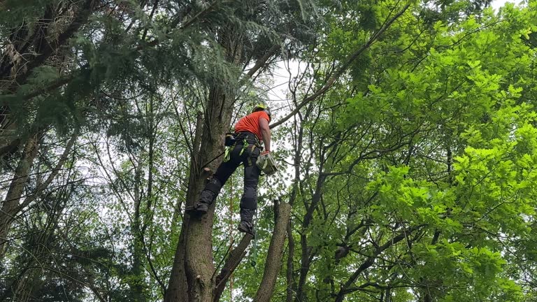 Best Lot and Land Clearing  in Bentleyville, PA