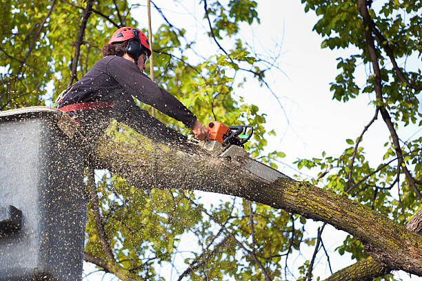 Best Lawn Irrigation Installation and Maintenance  in Bentleyville, PA