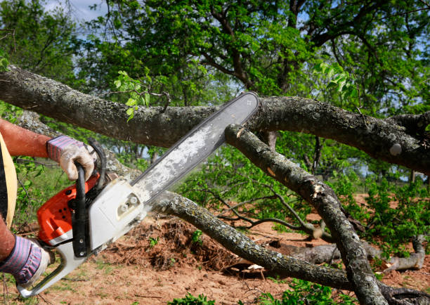 How Our Tree Care Process Works  in  Bentleyville, PA